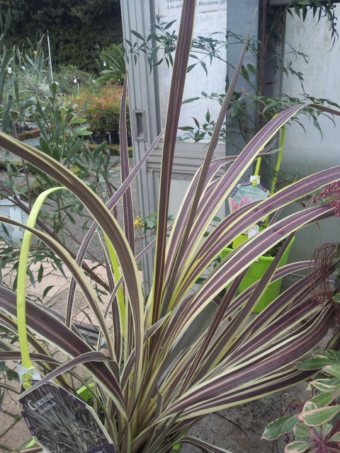 cordyline 64816320151224113339