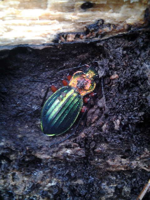 Carabus (Chrysocarabus) auronitens ssp. costellatus du Pilat (42) 64818120130307151349