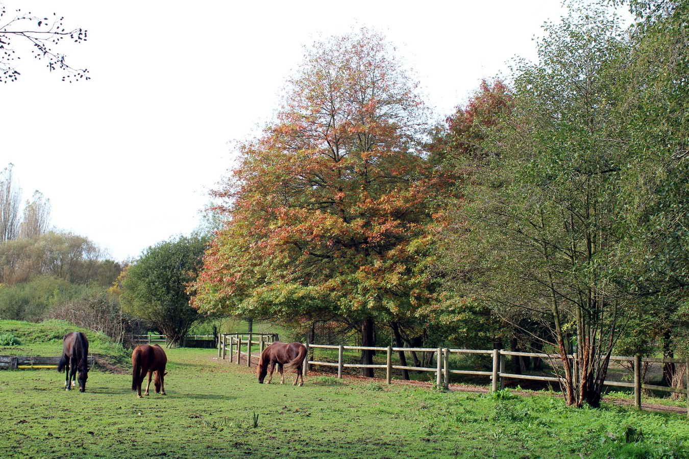 [Fil - Ouvert ] Chevaux - Page 10 649928081Copier