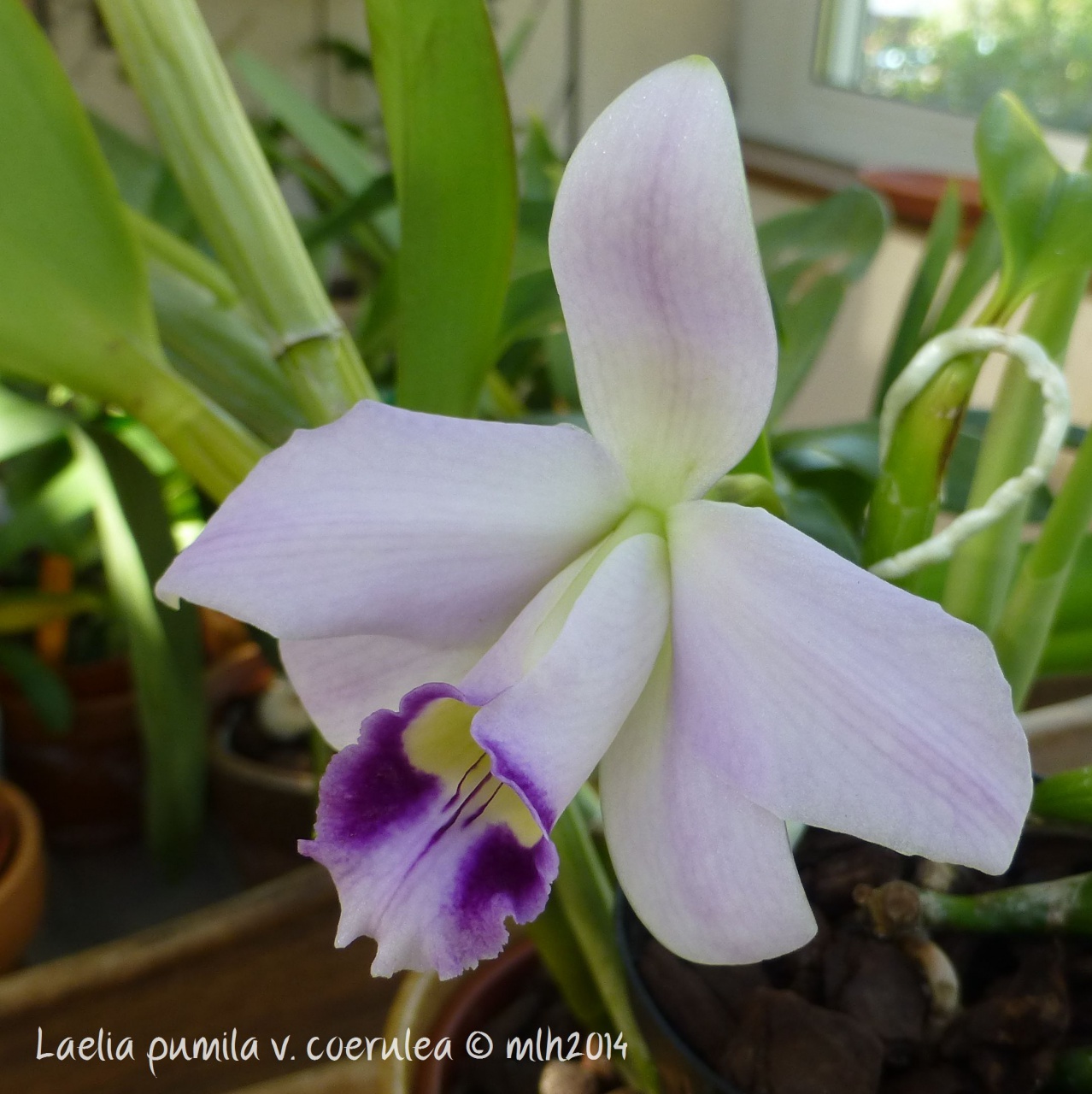 Cattleya (Laelia) pumila f. coerulea 650171P1010924