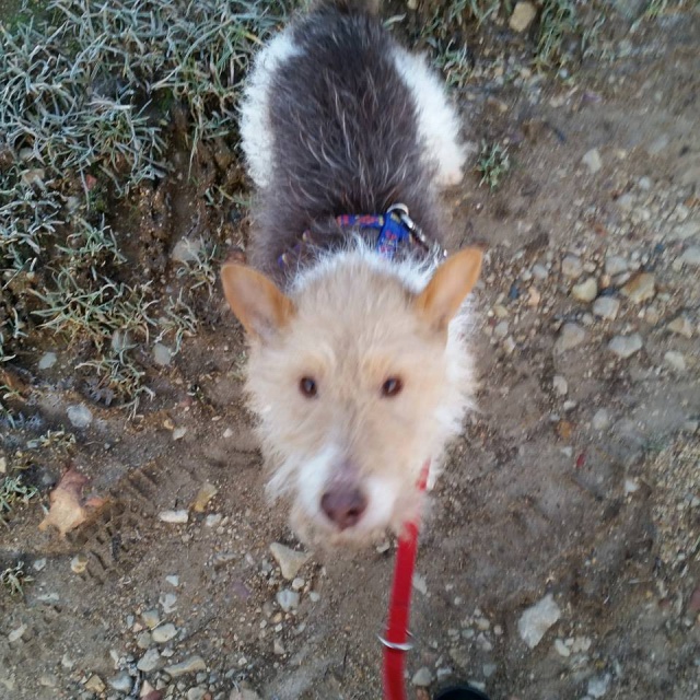 VOYOU Fox Terrier 10 ans - Spa de Poitiers (86) 650882voyou1