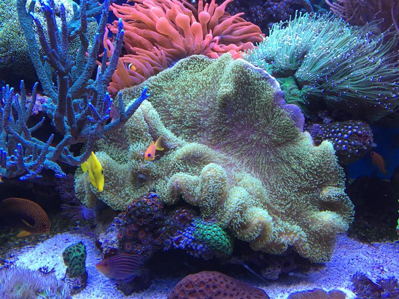 AsTa's New Reef  - Page 5 652619s201602026mylittlereefathome