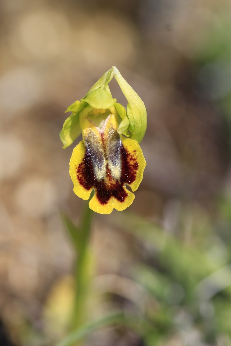 Ophrys (Pseudophrys) lutea ( Ophrys jaune ) 653807MG1144