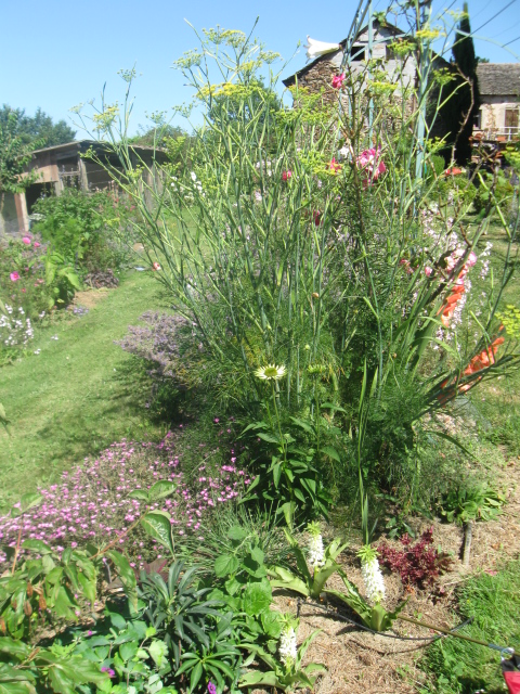 Echinacea, avec un peu de recul.... - Page 2 654463IMG2858