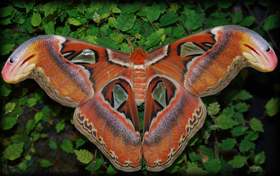 Attacus atlas pour PHL 656197attacusatlasDSC7978