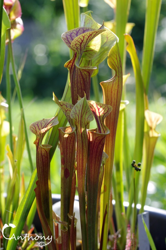 Quelques Sarracenia 657658IMGP5013