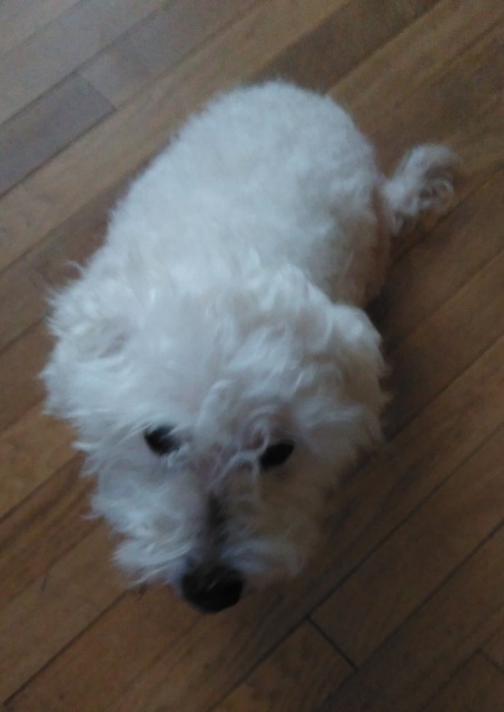 CLOVIS BICHON 8 ANS CH FA OU ADOPTANT DELAI 31/12 659742Clovis