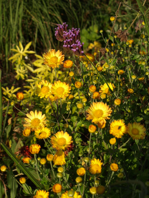 Chrysanthème - Page 2 660108P9082673