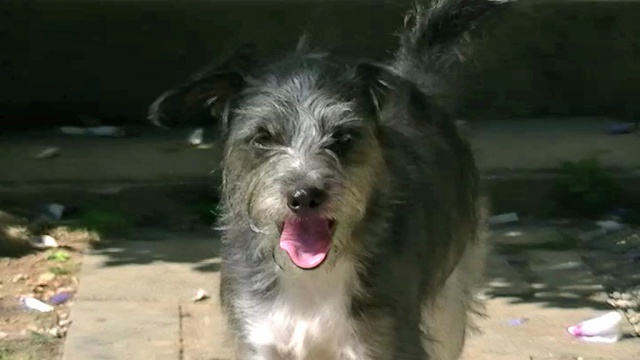 terrier - Trouvé petit croisé parson russell terrier/york dans le 81 660363vlcsnap2012081411h04m14s7