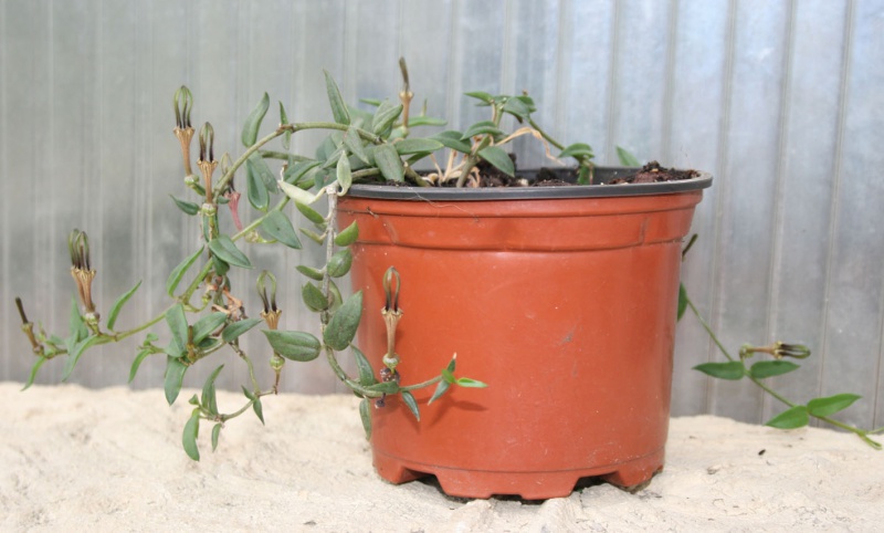 Ceropegia africana  660525ceropegiaafricana