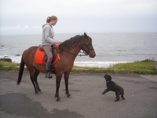 Domaine de Kerdianou...Vacances en Bretagne !!! - Page 2 660788DSCN1935