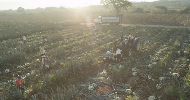 Ford et Jose Cuervo s’associent pour produire des pièces automobiles à base d’agave 661239AgaveSelectsDay100114603Still011