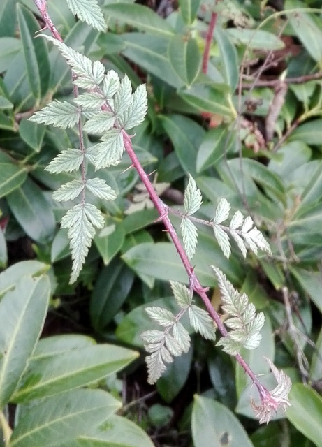 Rubus thibetanus 'Silver Fern' [identification] 661293IMG20171129143450
