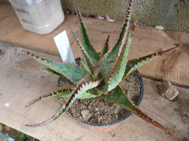 Aloe sp. x7  [identifications non terminées] 662122P1110624