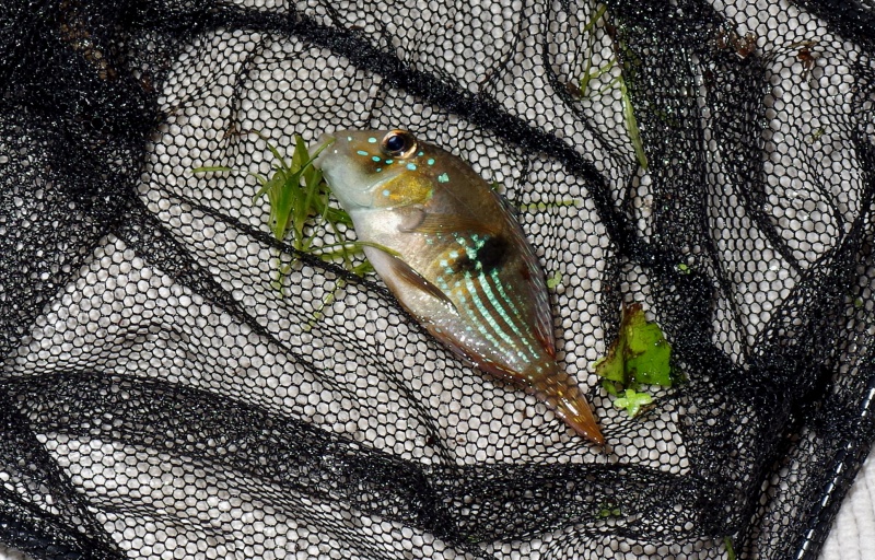 Gymnogeophagus aff. terrapurpura 662157IMGP2217