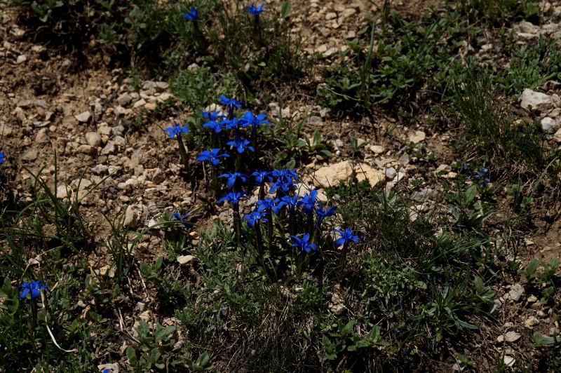 Pas de carni mais de jolies plantes alpines  662554DSC03435