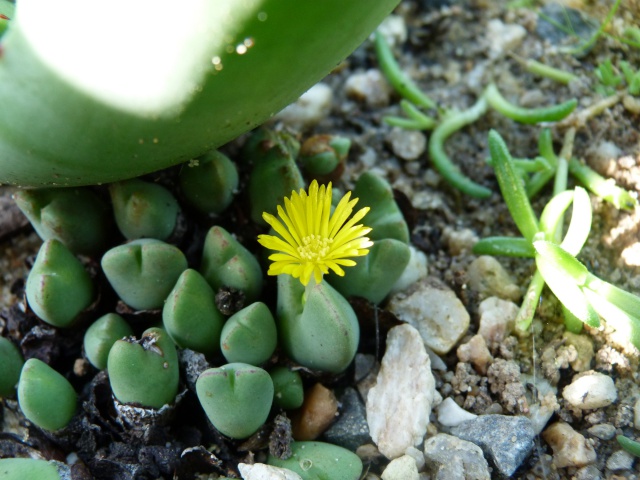 Conophytum bilobum 664064P1100499