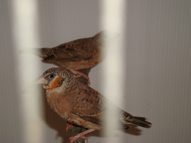 les oiseaux d'un passionné de bec droits du 62 665114799246DSC06922