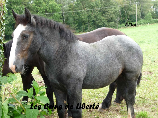 (Dept19) ELIOT, Percheron PP, réservée par Andréa en Allemagne !!(Octobre 2014) - Page 2 665623Eliot2