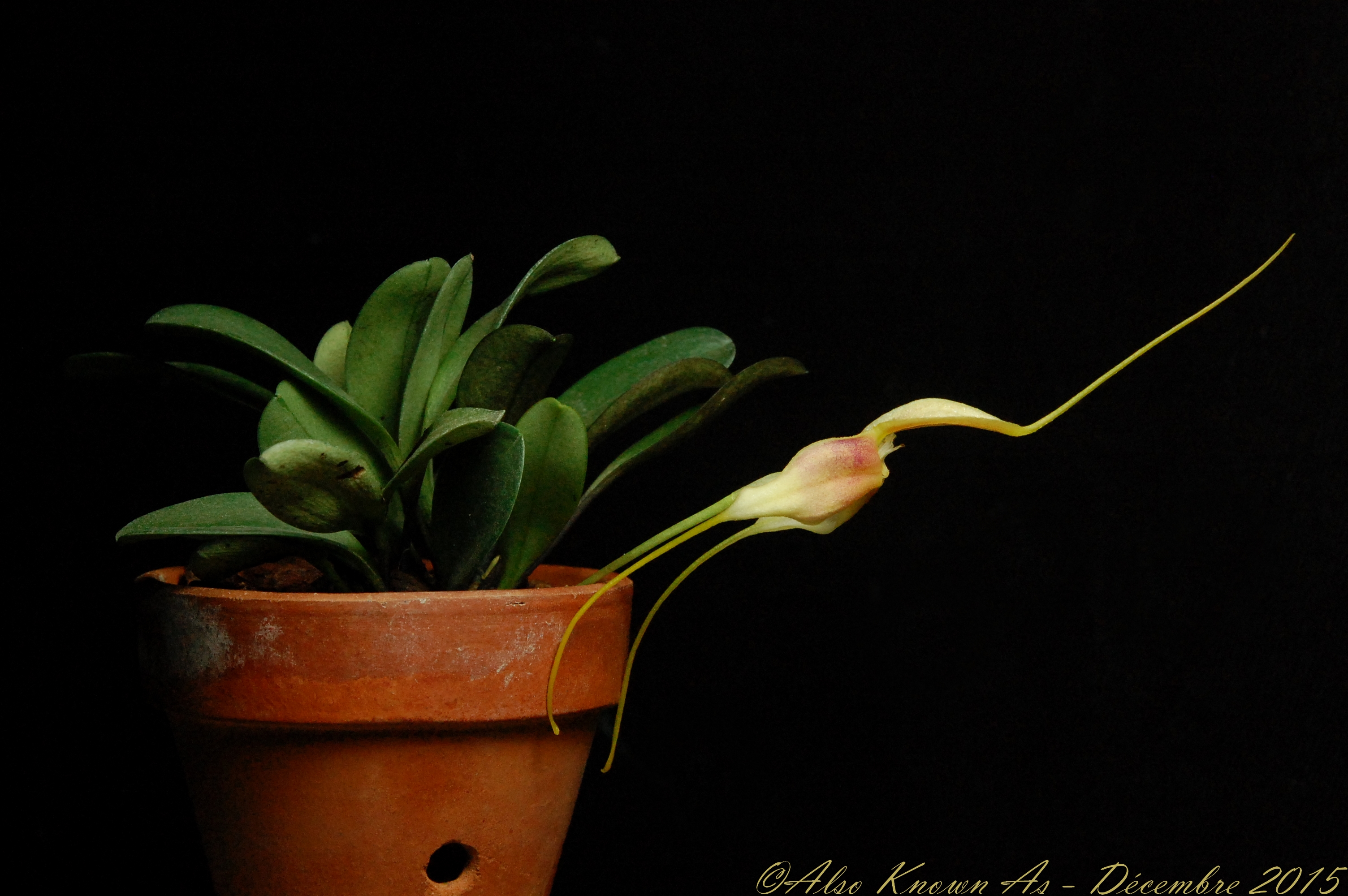 Masdevallia cloesii 666066cloesii1