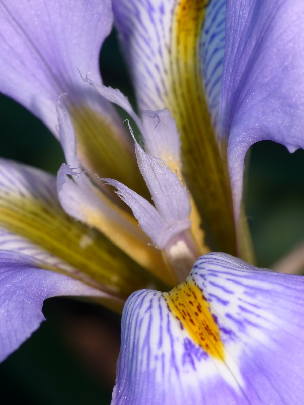 les iris d'hiver (iris d'Alger) 667063iris2mieuxcr