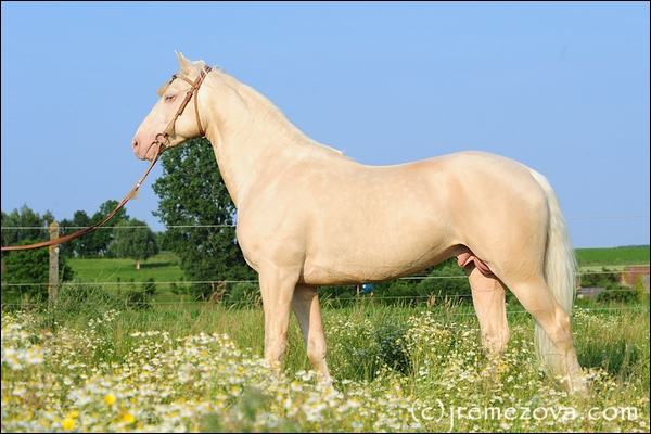 quarter horse. crème 667713da0ed049