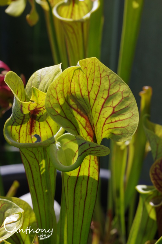 Quelques Sarracenia 667833IMGP5001