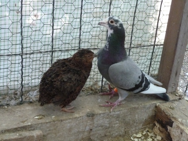 - Mes poules et pigeons. 668116P1010128