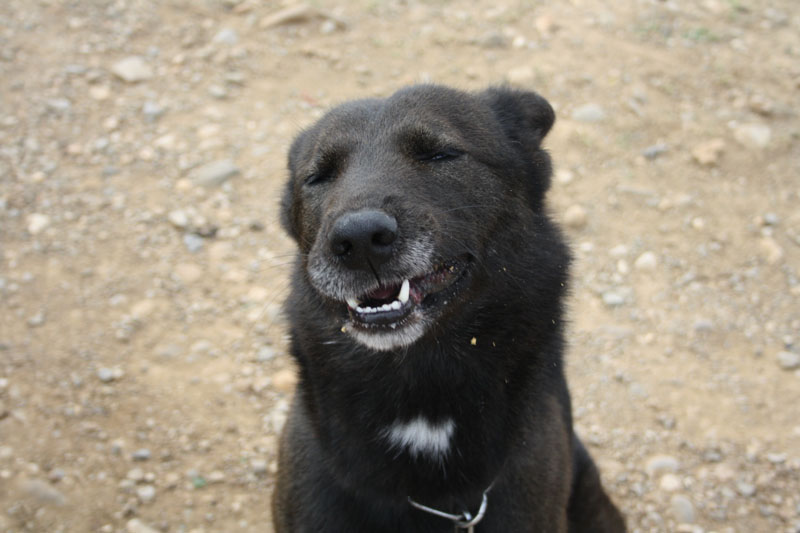 Photos des chiens non catégorisés 668181IMG6300