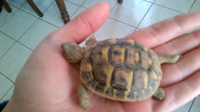 identification tortue de terre 668888IMG00000012