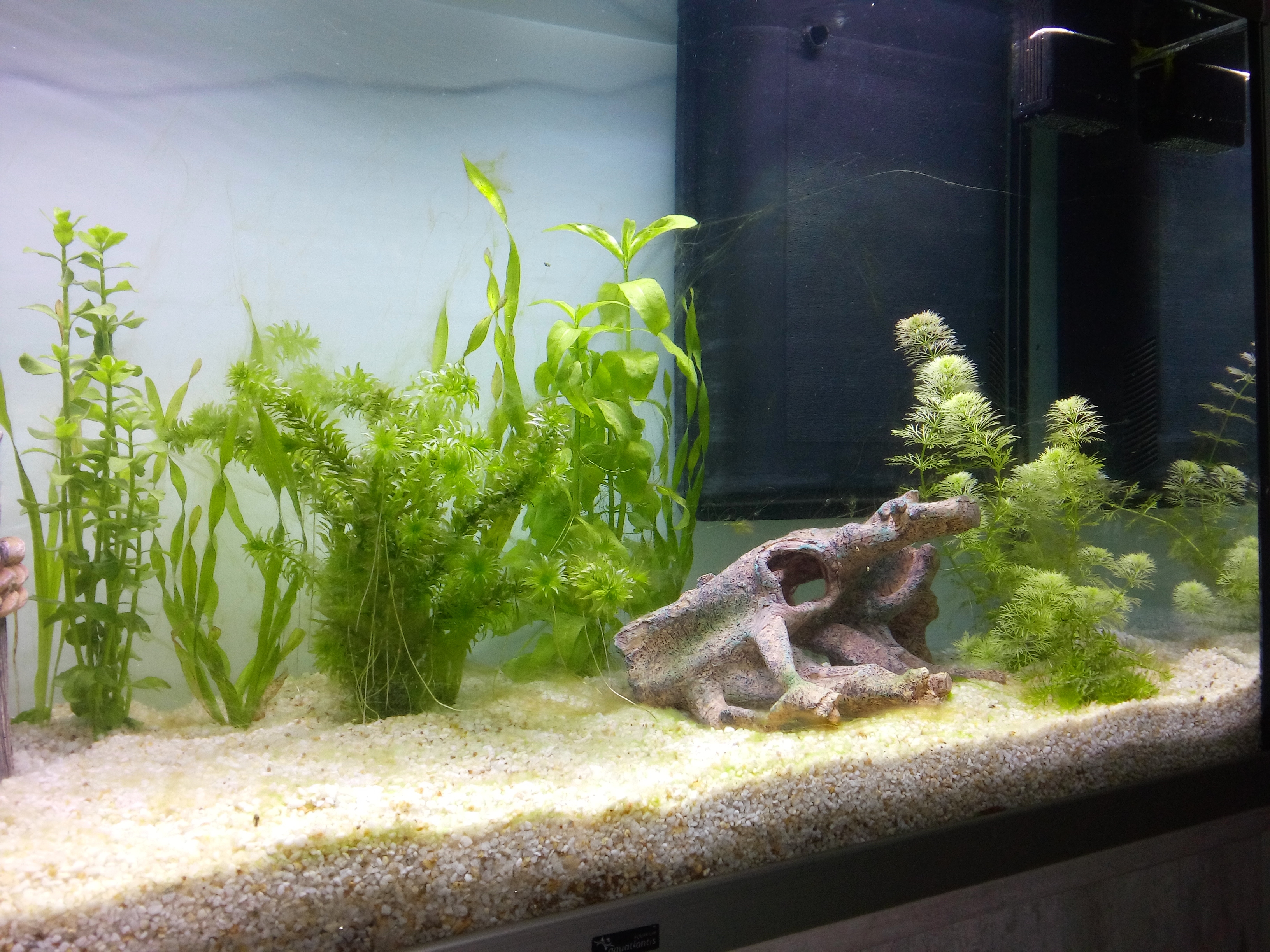 Algue aquarium 66901320160124133148