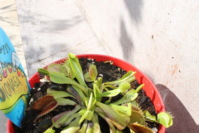 Dionaea Muscipula (Plante carnivore) 66946923aout201517Copier