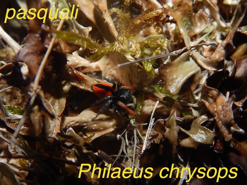 Mâle Philaeus chrysops. 669652RSCN2371
