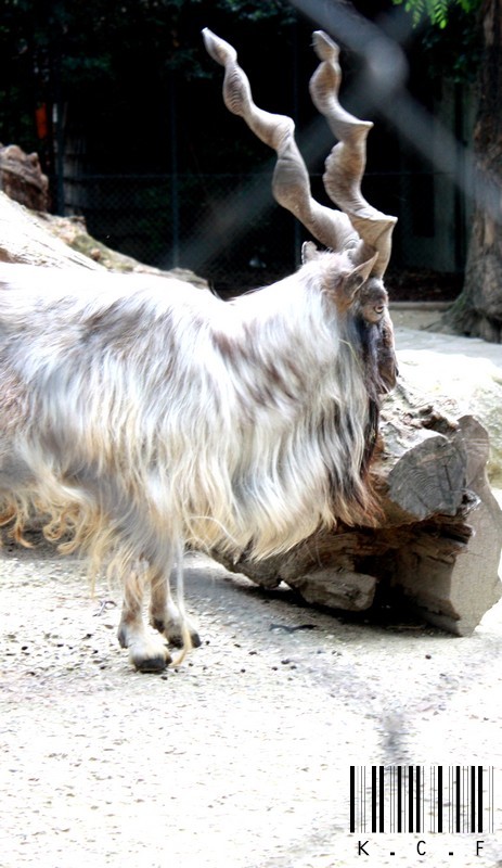 Ménagerie Du Jardin Des Plantes - Paris  670241IMG9556