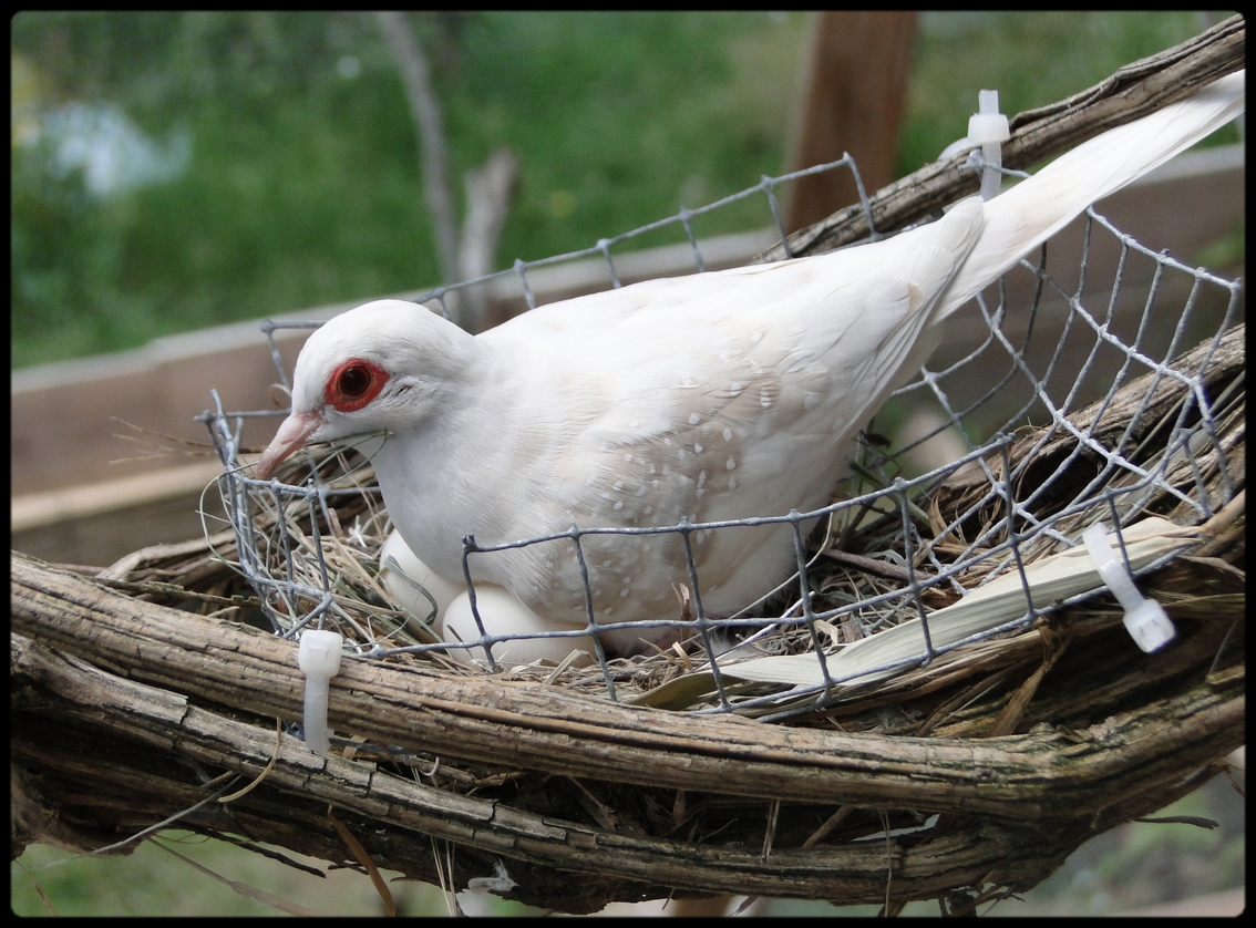 - Première reproduction chez mes colombes diamants (G. cuneata). 6713153juin