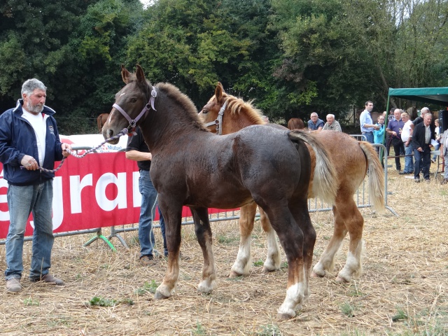 foire aux poulains  671494DSC00933