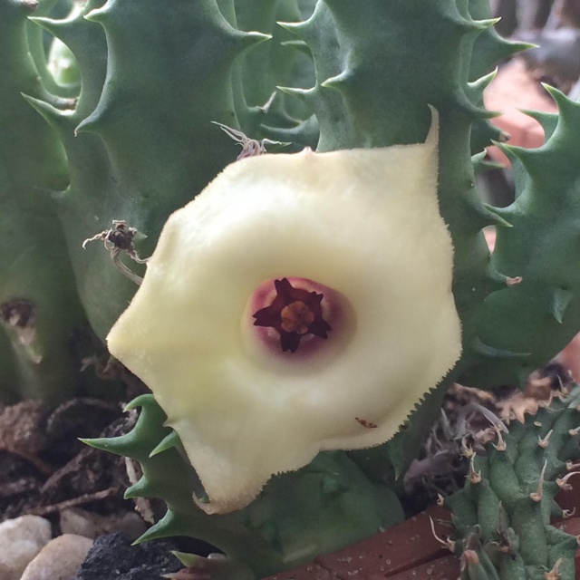 Huernia thudichumii 673756huerniathudichumii