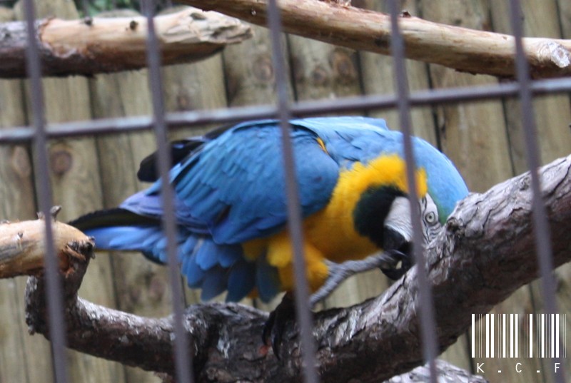 Ménagerie Du Jardin Des Plantes - Paris  674297IMG9485