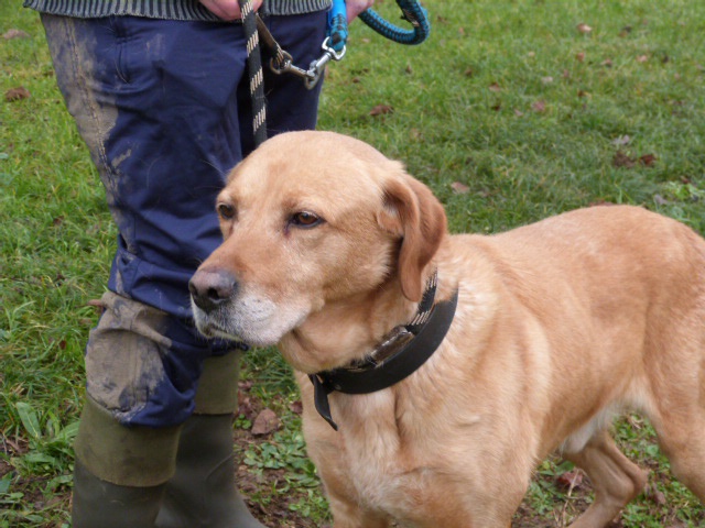 RUDY - x labrador 10 ans - Spa de Poitiers (86) 674663267rRudy10