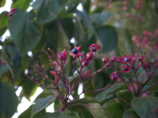 clerodendron trichotomum 674696PA253797