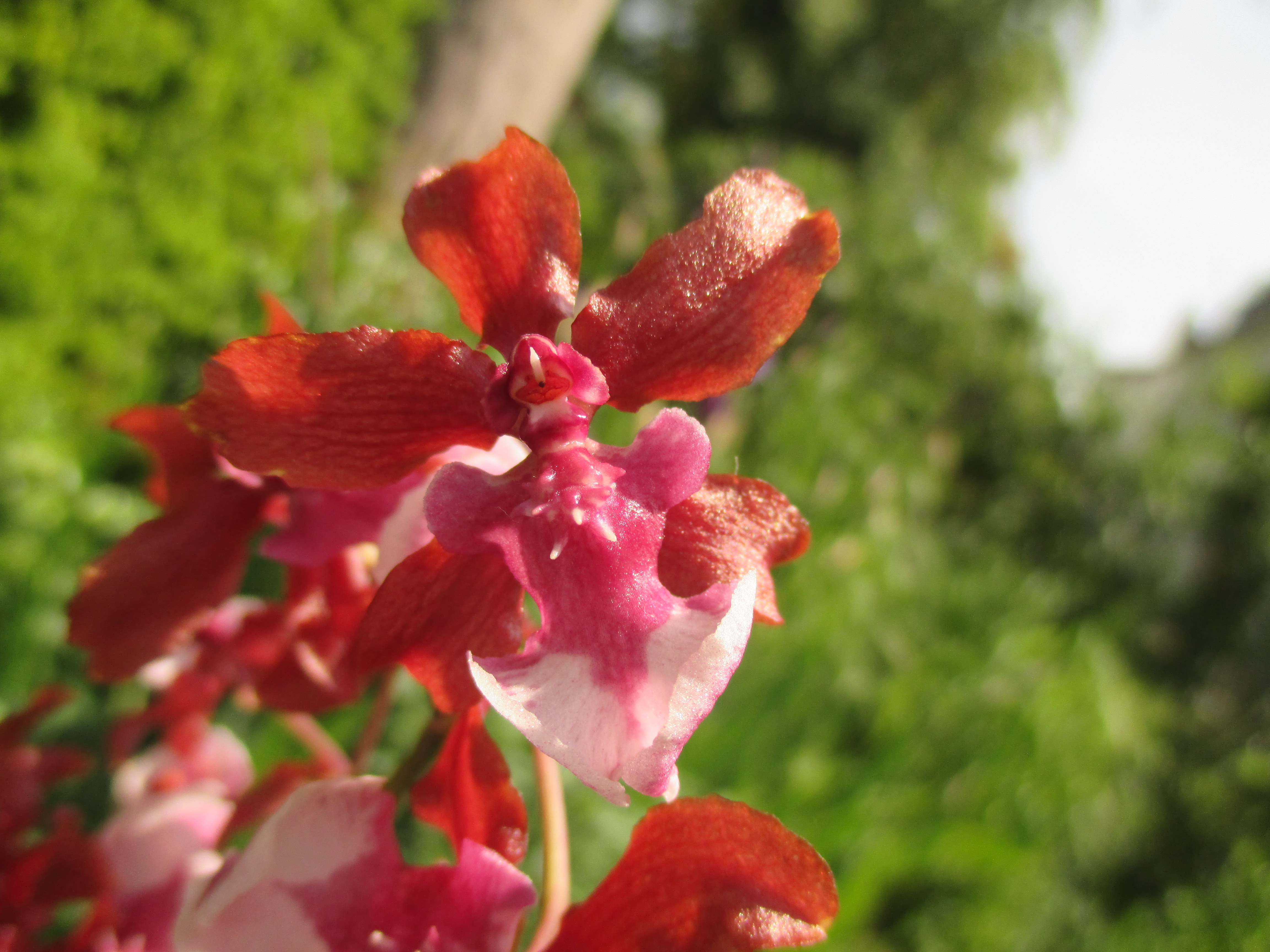 Oncidium Sharry Baby 676125IMG7010