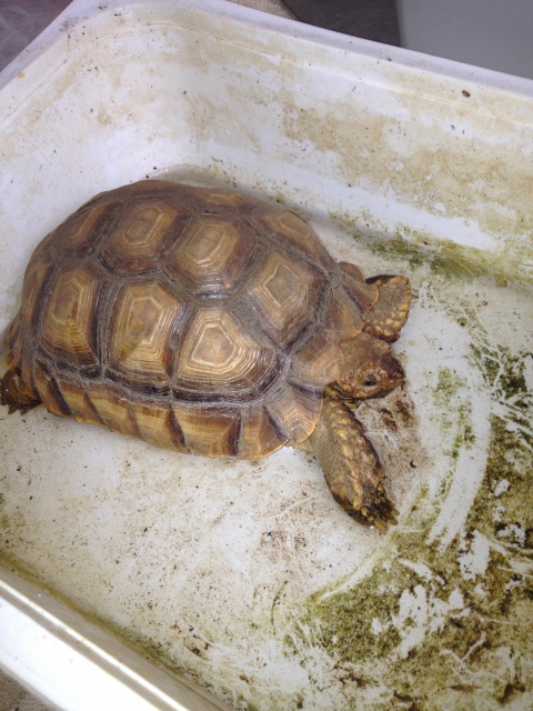 Photo de mes tortues au bain (ET JOYEUX NOEL) 676882IMG8243