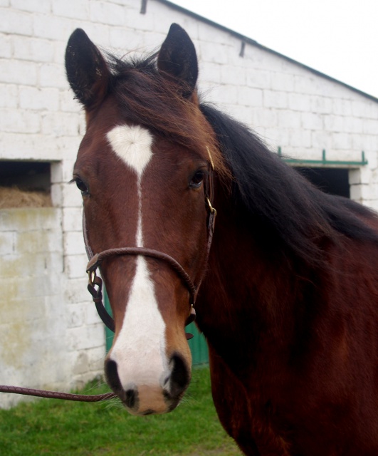 [PLACE ANAIS] CLOWN  Le gentil ...très gentil cheval de famille ! 678484clown6