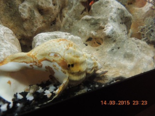naissance de melanochromis 680942DSCN0646