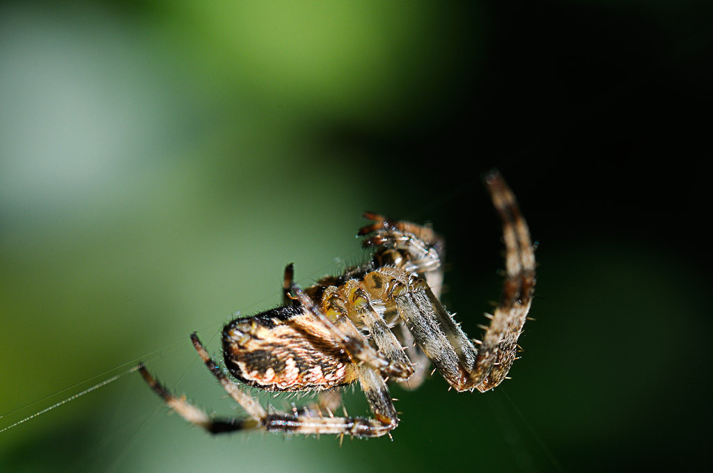 (FIL OUVERT à tous) vous aimez les araignées? 681029DSC67210904152532