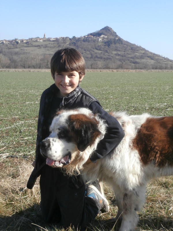 MOZART (mâle Saint Bernard) 681331P2185838