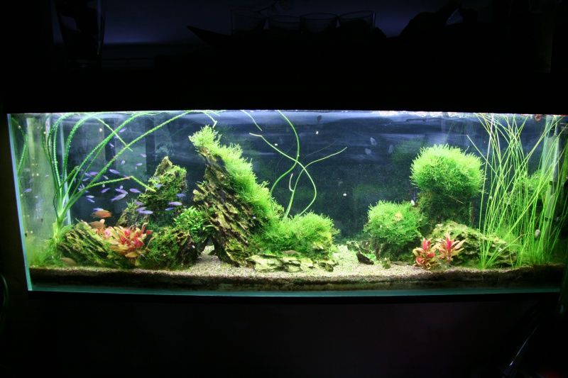 trigon 190 + cuve 120x30x40 aquascaping - Page 8 681479IMG3092