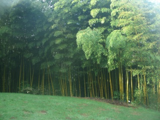 Le vallon du Stangalard, conservatoire botanique de Brest. 682814GEDC0589