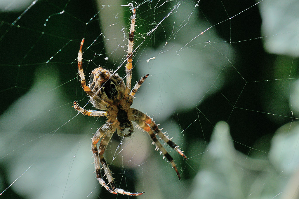 (FIL OUVERT à tous) vous aimez les araignées? 682985DSC67240904152724