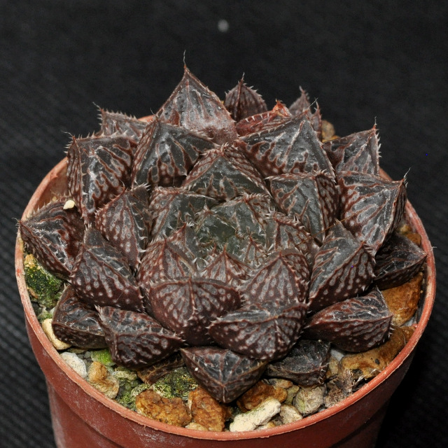 Des Haworthia qui ont grandi (et rougi ! ) 683082MirrorBall002